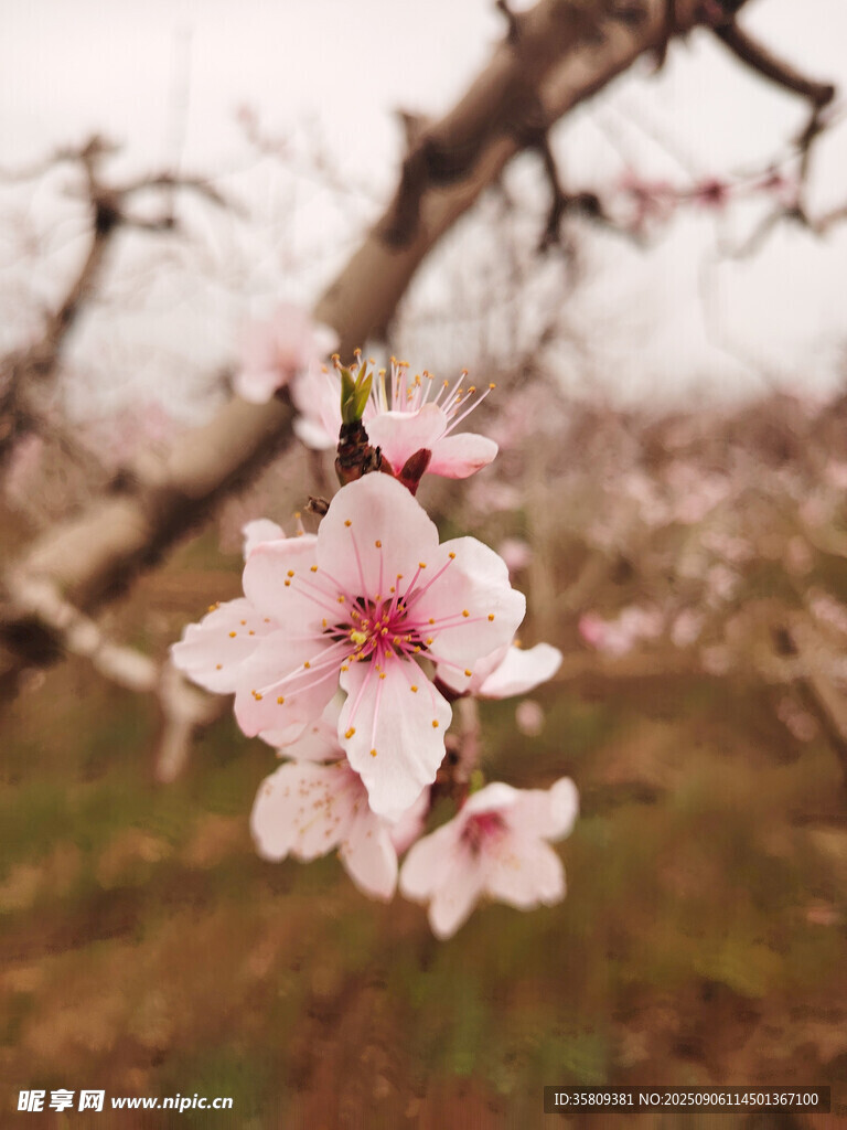 枝頭綻放的嬌艷粉色桃花