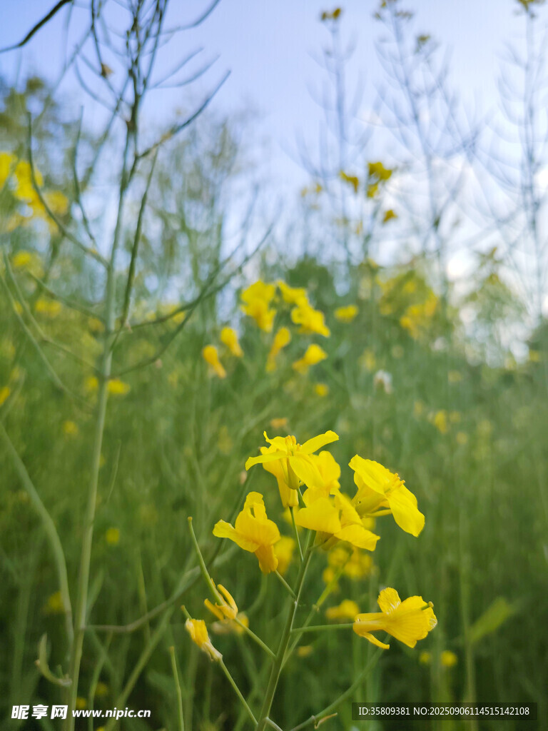 春日田野中的燦爛油菜花