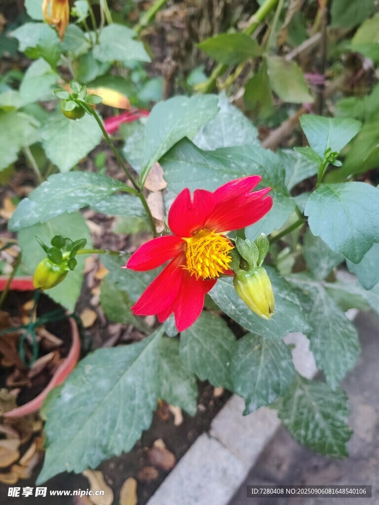 嬌艷紅花綻放綠葉間