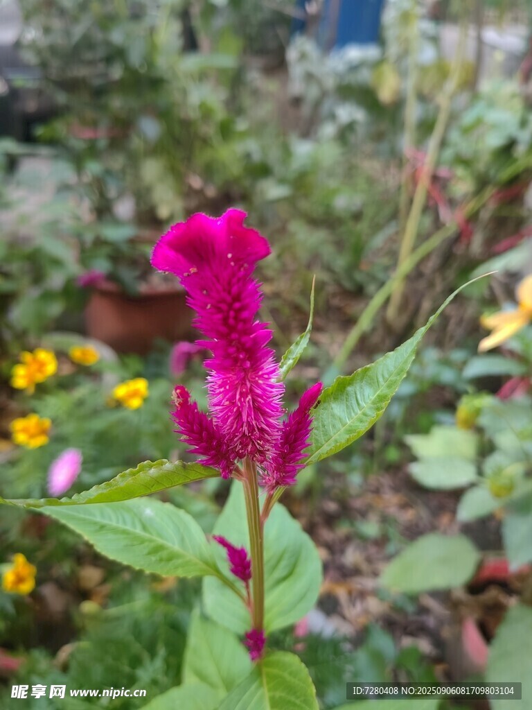 艷麗雞冠花綻放于綠植間