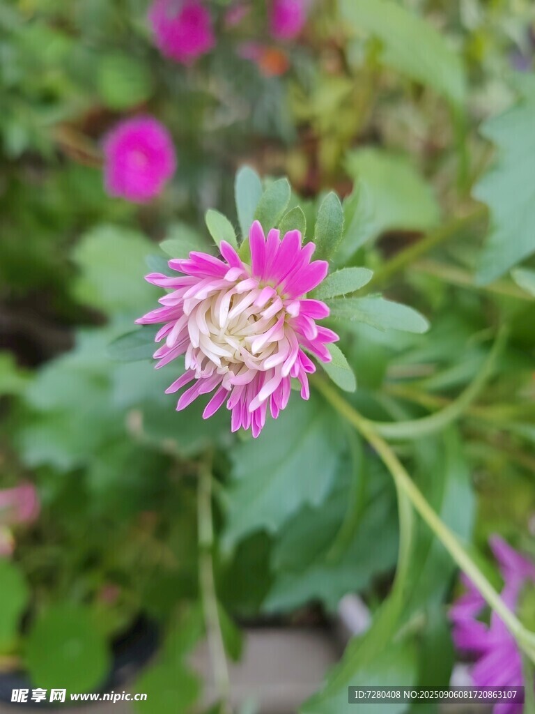 嬌艷粉色花卉特寫