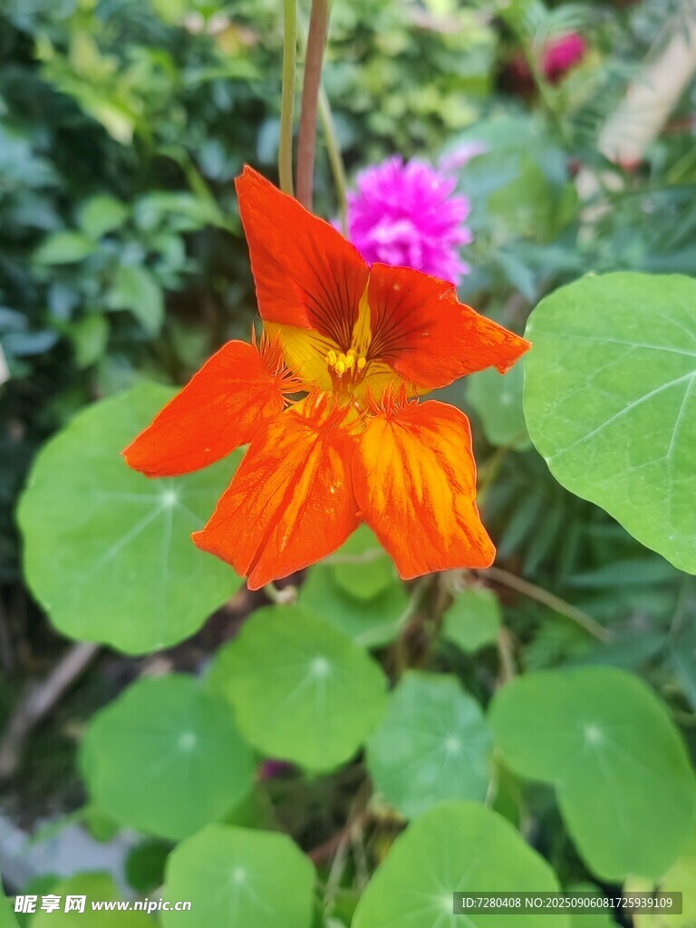 鮮艷旱金蓮綻放綠葉間