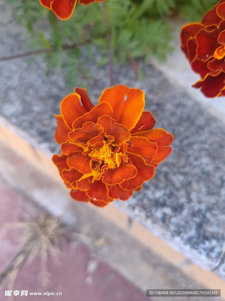 鮮艷橘色萬壽菊特寫