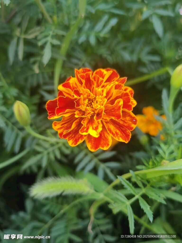 鮮艷萬壽菊綻放綠葉間