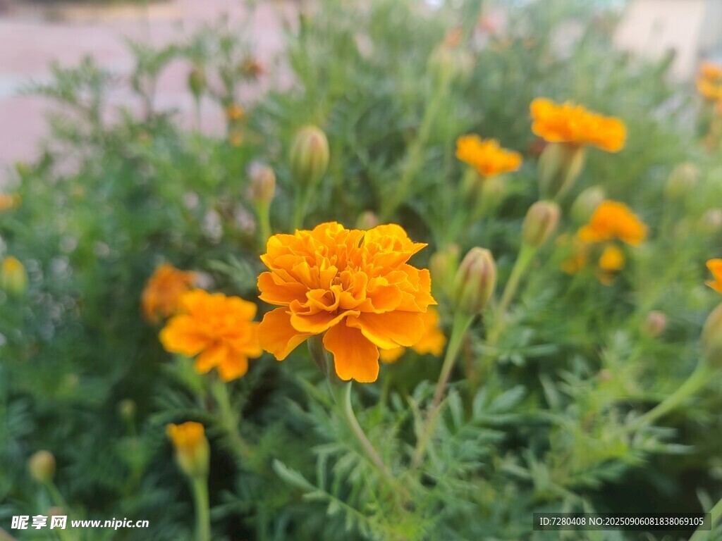 綻放的橙色萬(wàn)壽菊