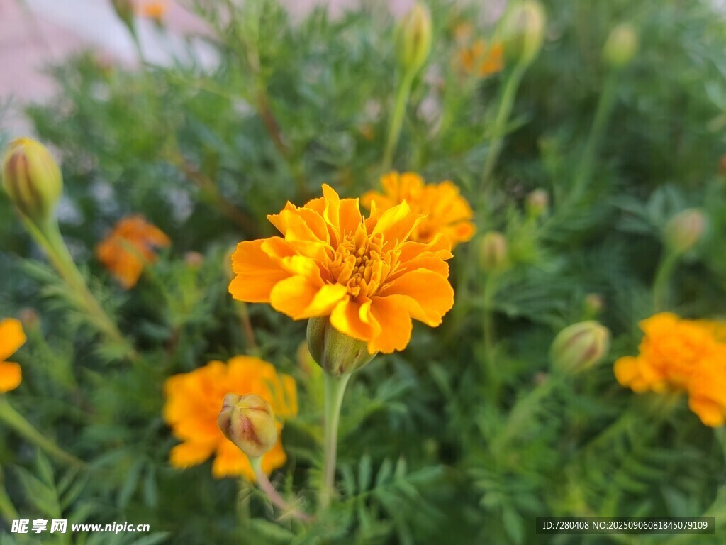 綻放的橙色萬壽菊