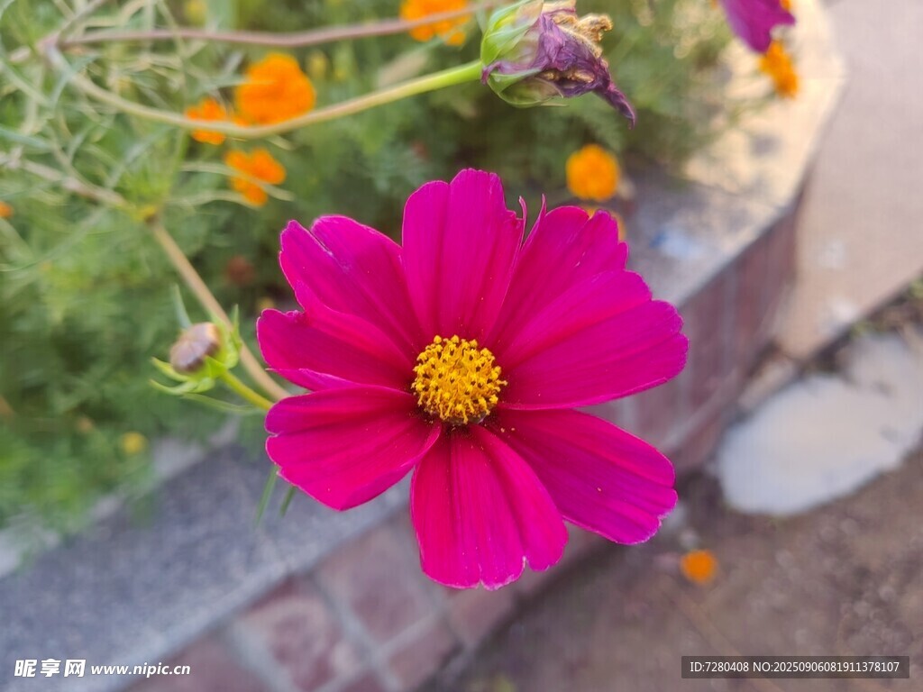 嬌艷粉色花朵綻放
