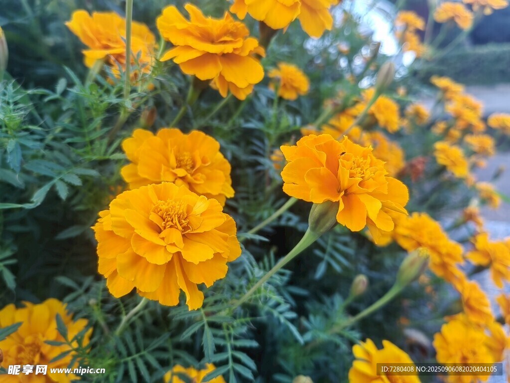 鮮艷萬壽菊綻放