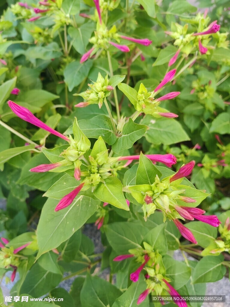 鮮艷多彩的花草植物