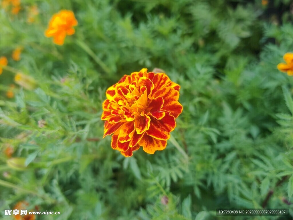 鮮艷萬壽菊綻放綠意間