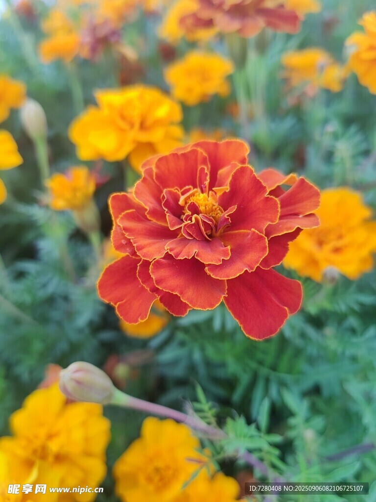鮮艷萬壽菊綻放于花叢中