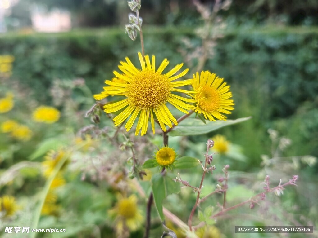 田野中的黃色小花