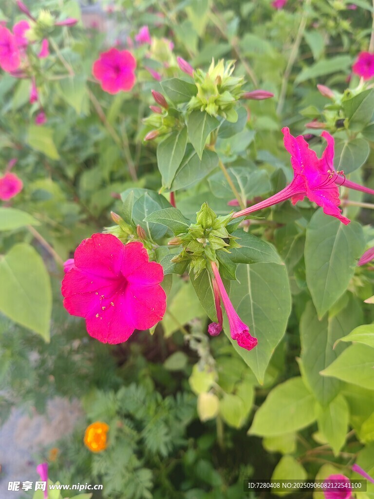 嬌艷綻放的粉色花朵