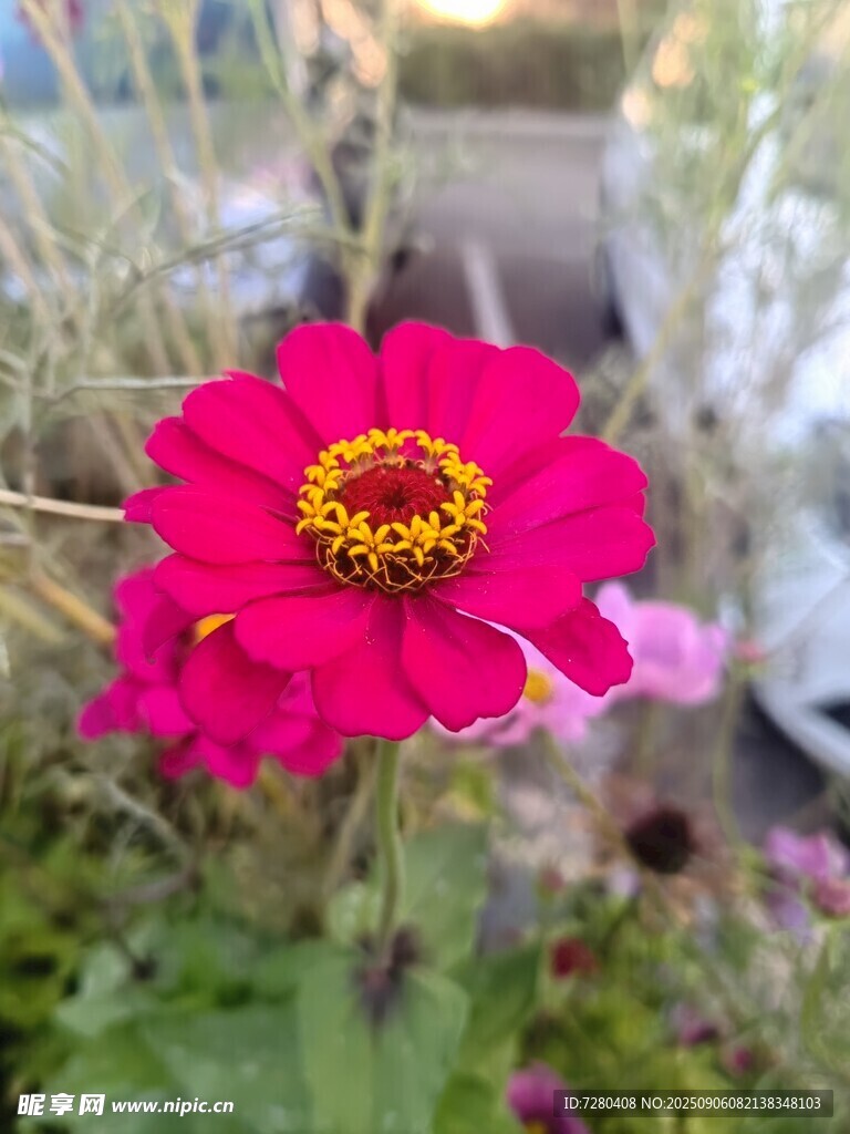 嬌艷綻放的玫紅色花朵