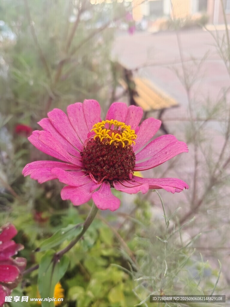 嬌艷綻放的粉色花朵