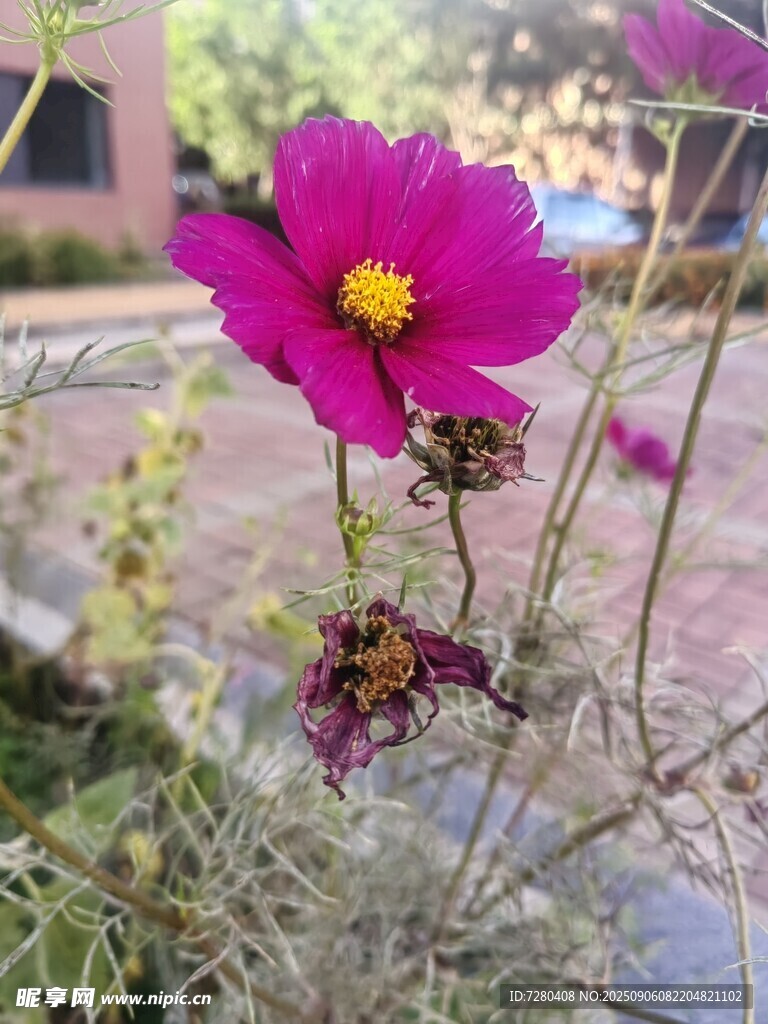 嬌艷波斯菊綻放于戶外