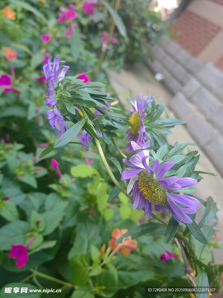 紫色花卉綻放于綠葉間
