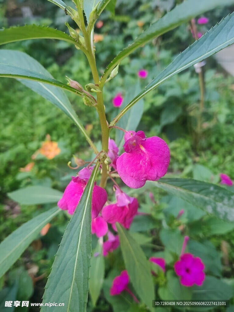 嬌艷粉色花卉特寫