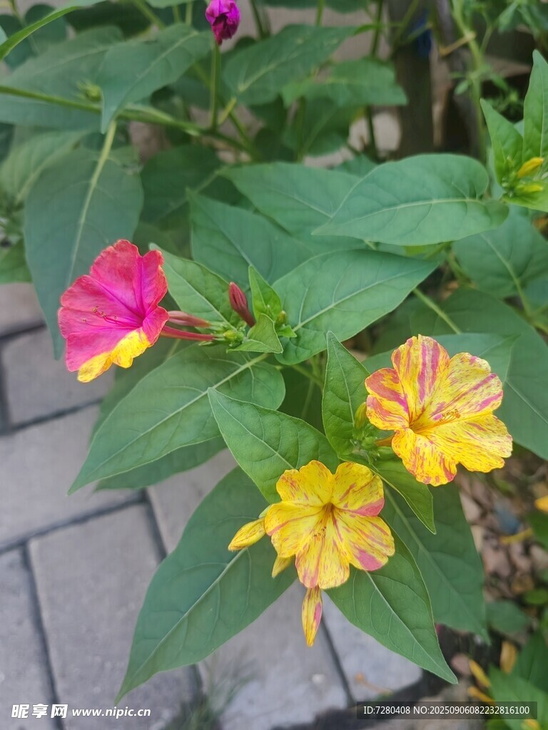 多彩紫茉莉綻放于小徑旁