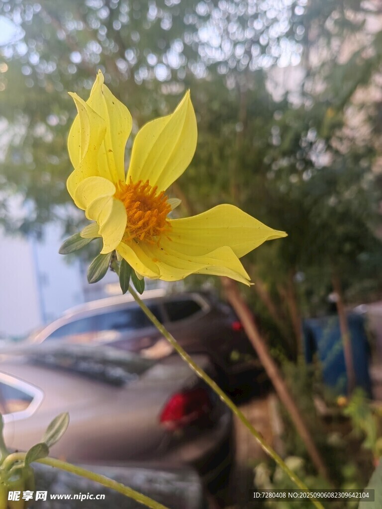 路邊綻放的黃色嬌艷小花