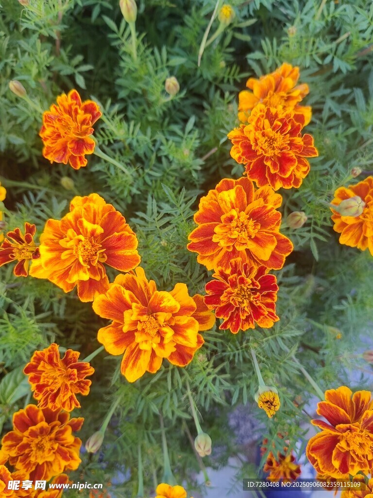 鮮艷萬壽菊綻放于綠葉間