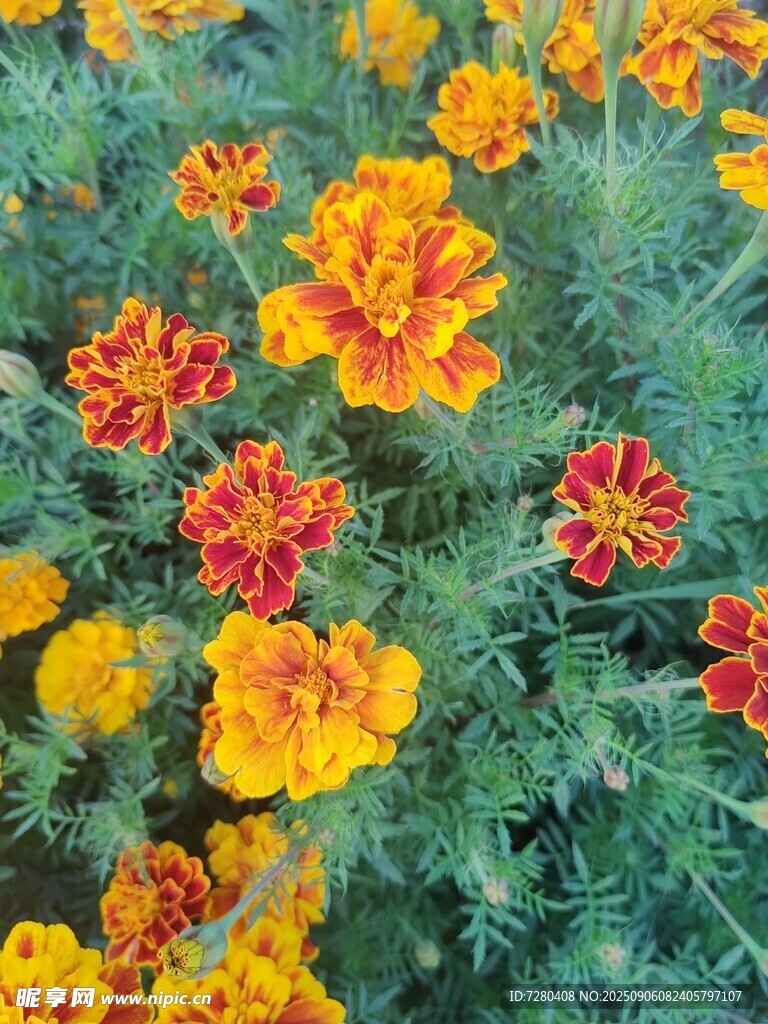 多彩萬壽菊綻放生機(jī)