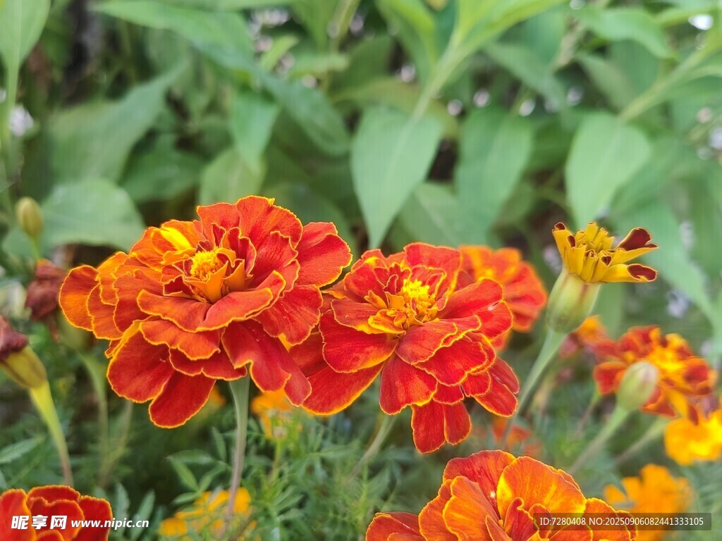 鮮艷多彩萬壽菊綻放