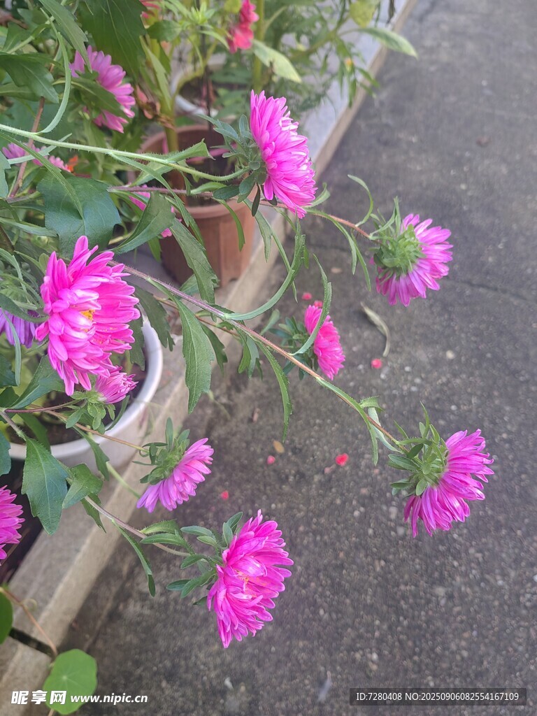 嬌艷綻放的粉色花朵