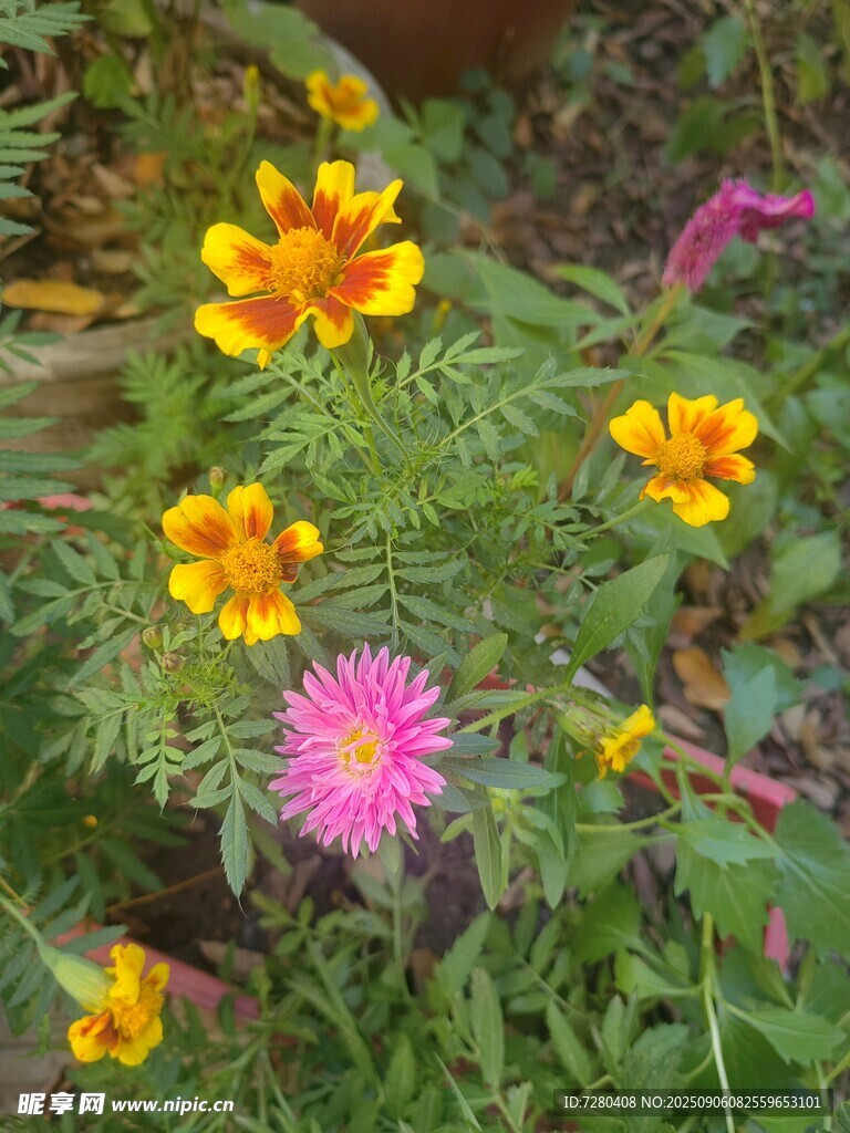 多彩花卉綻放生機(jī)