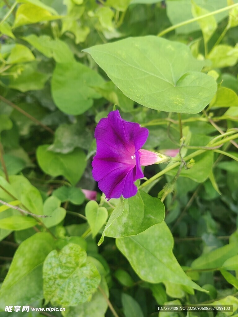 紫色牽?；ň`放綠葉間
