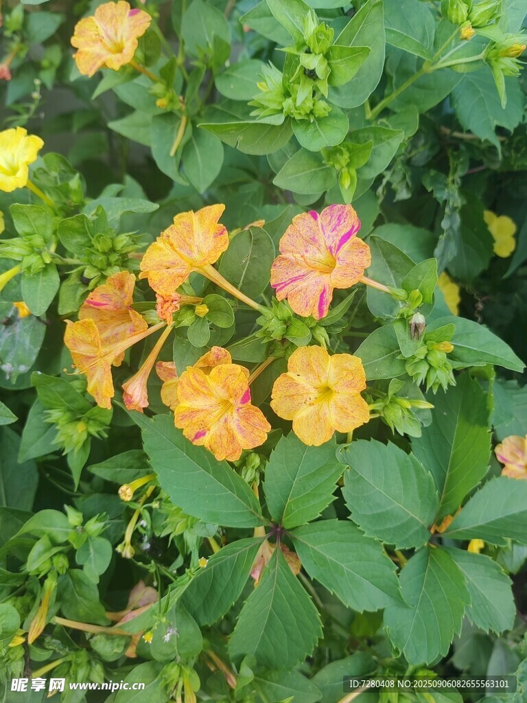 多彩小花綻放綠葉間