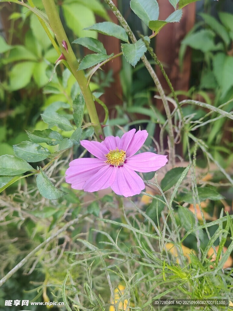 嬌艷粉色花朵綻放于草叢