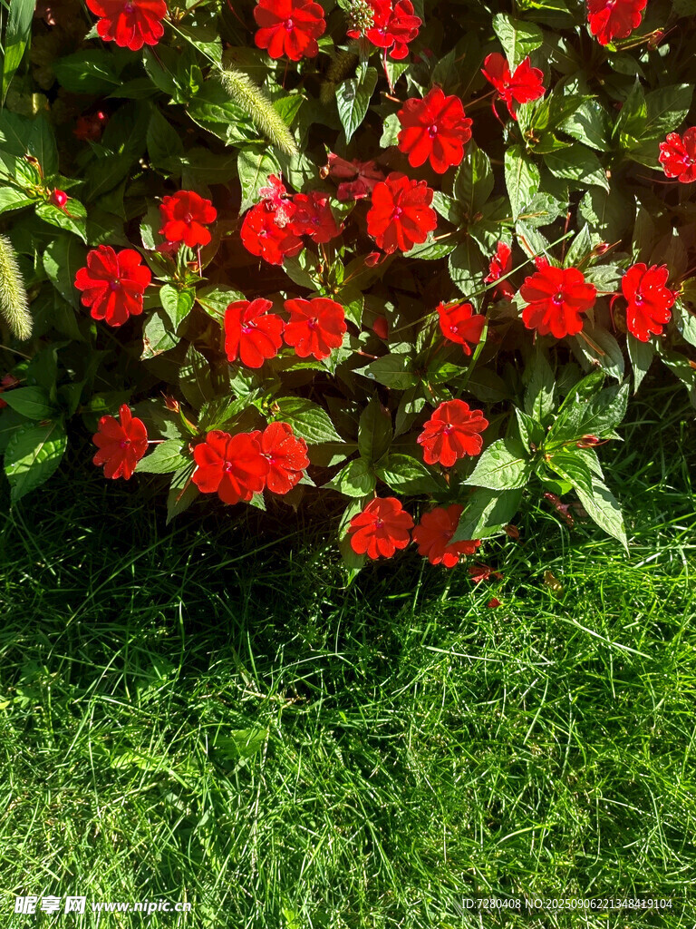 綠草間的艷紅花朵