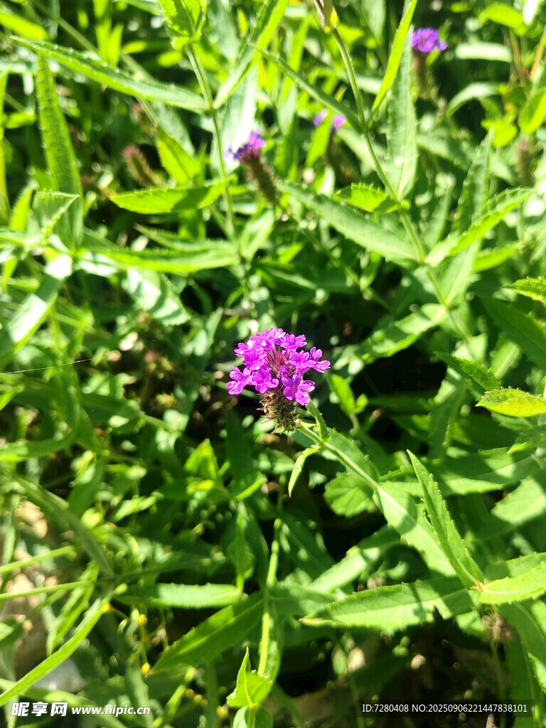 綠葉叢中的紫色小花