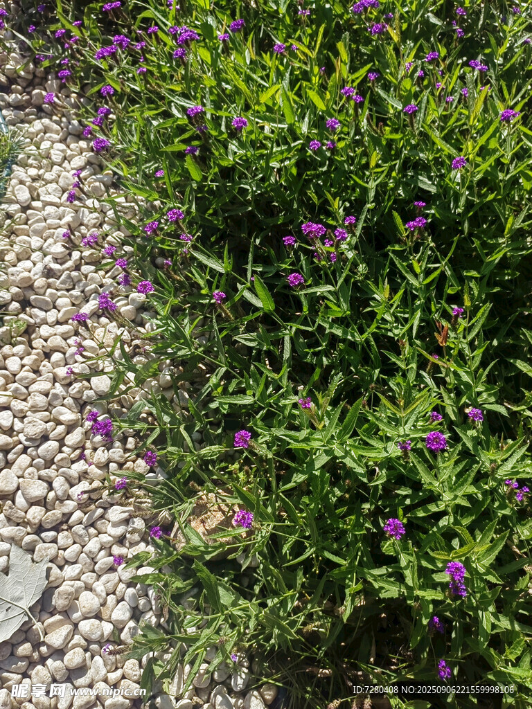 紫色小花與碎石相伴景觀