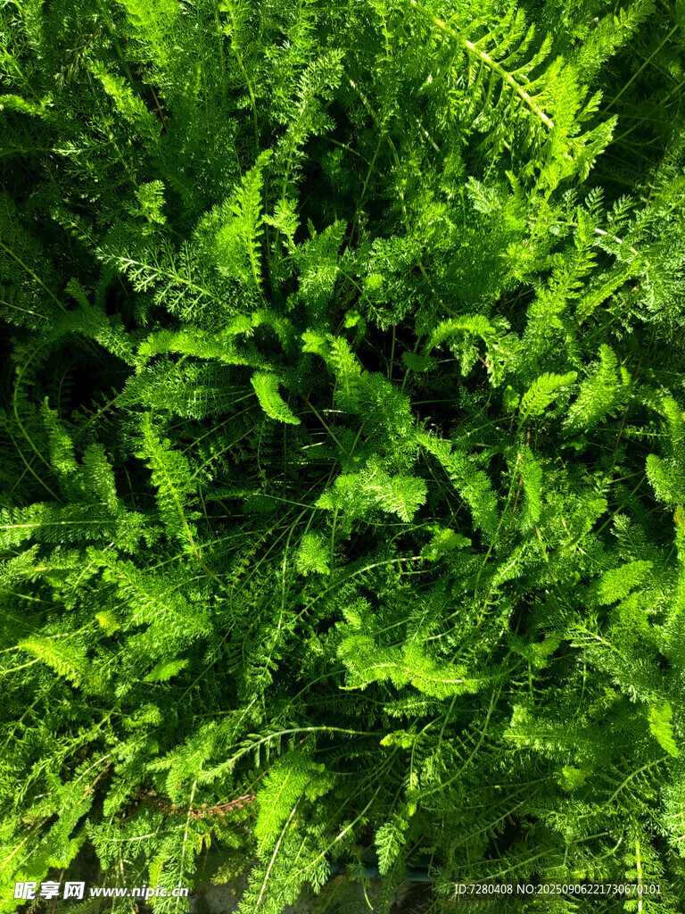 翠綠蕨類植物特寫