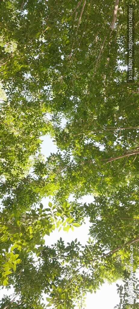 綠葉繁茂的樹冠