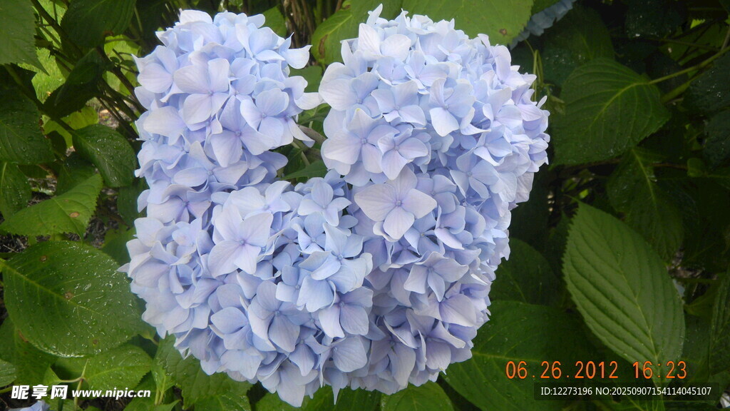 藍(lán)繡球花綻放