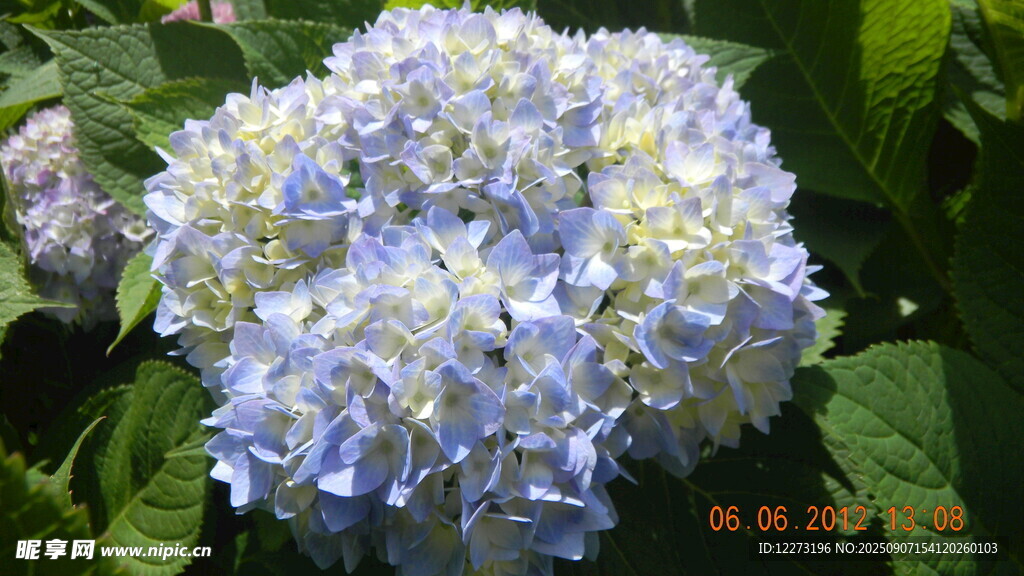 藍(lán)白繡球花綻放