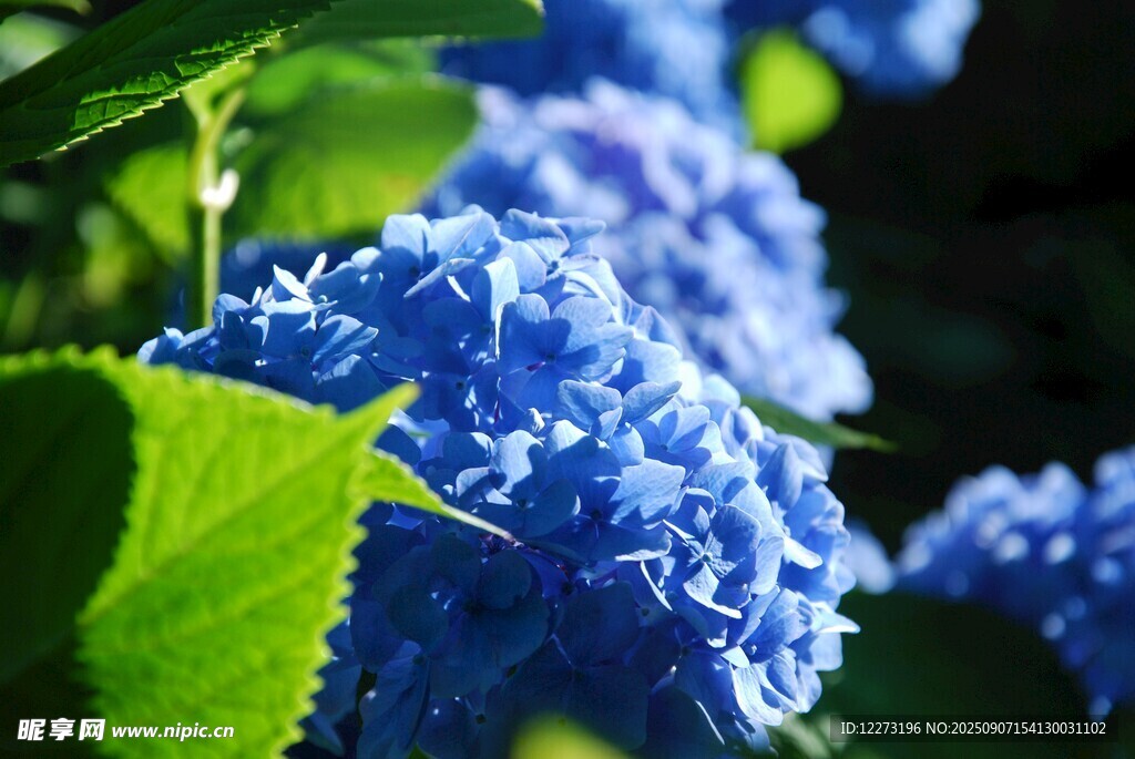 藍(lán)繡球花綻放