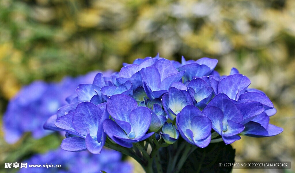 藍(lán)紫色繡球花綻放