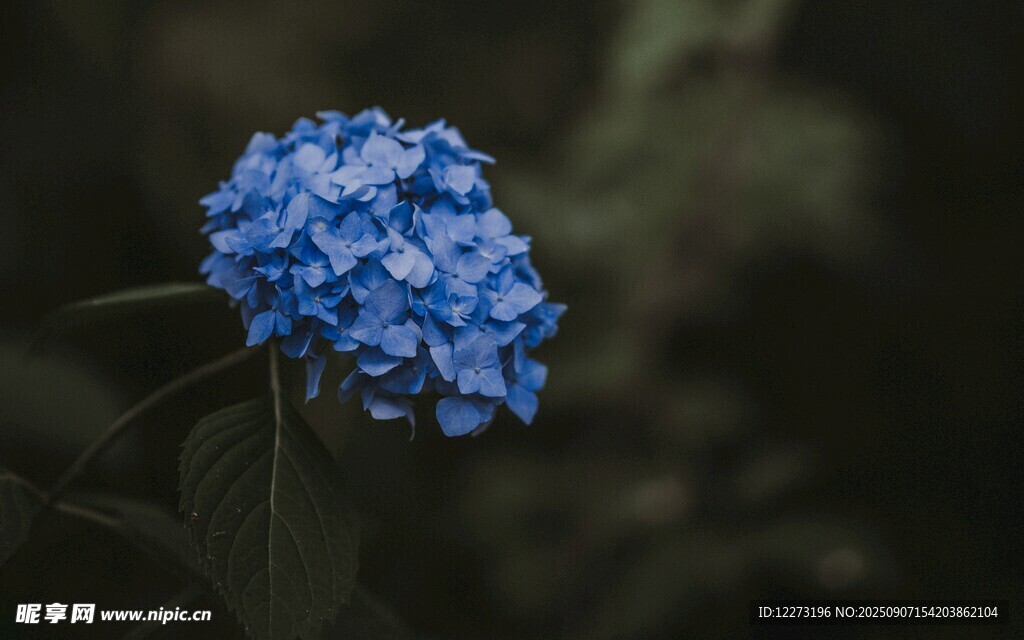 藍(lán)色繡球花特寫