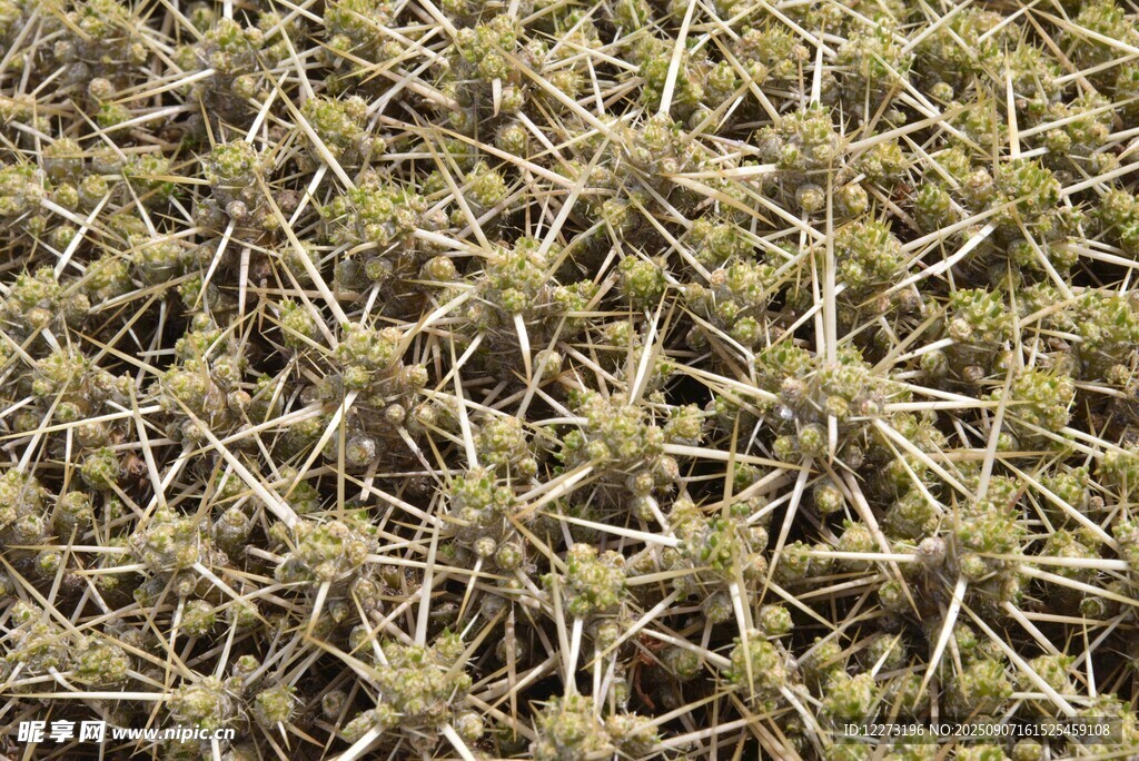 密集叢生的細(xì)長(zhǎng)植物