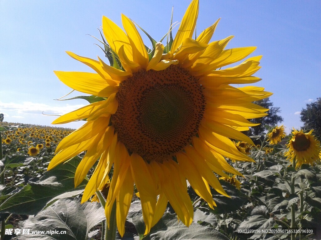 向日葵花田中的燦爛花朵
