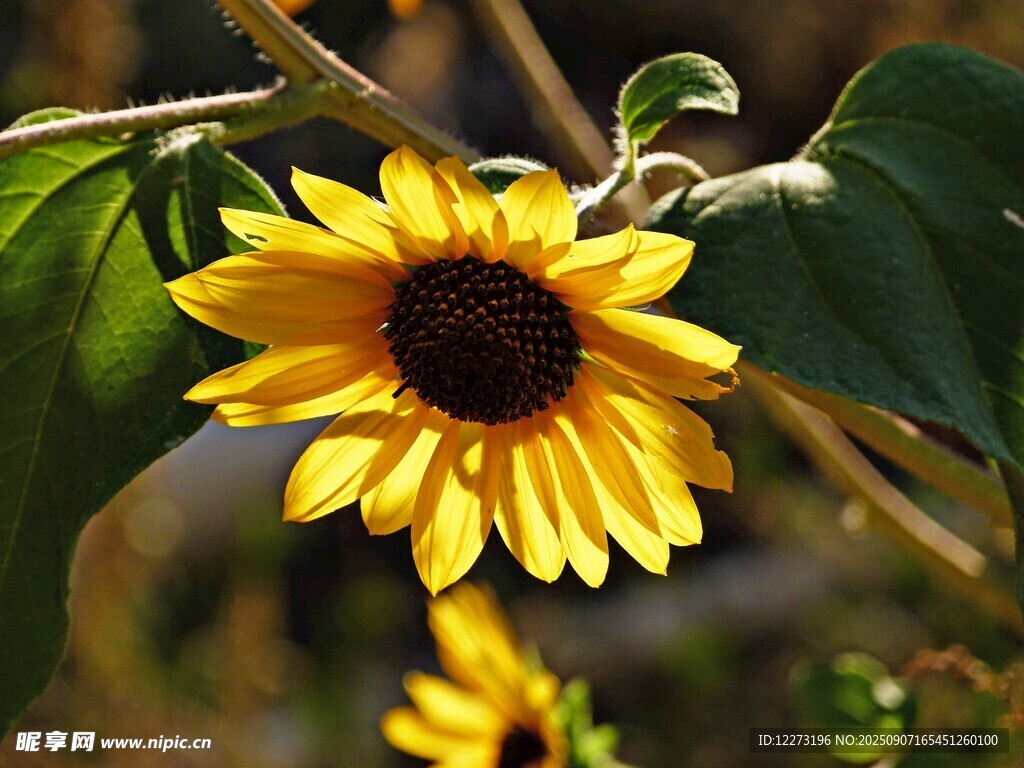 陽(yáng)光下的燦爛向日葵