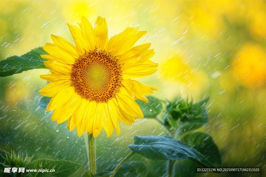 陽光下的燦爛向日葵