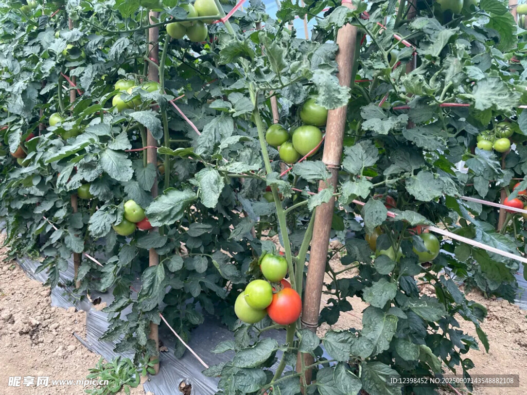 田間成熟的西紅柿植株