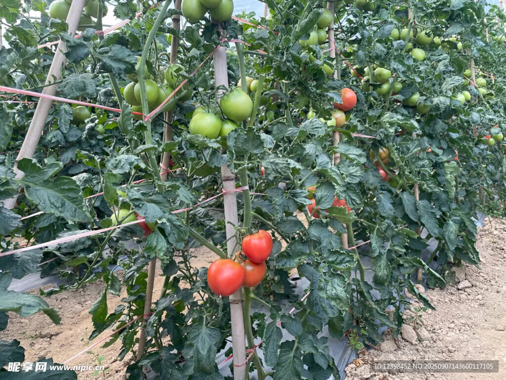 田間成熟的多彩西紅柿
