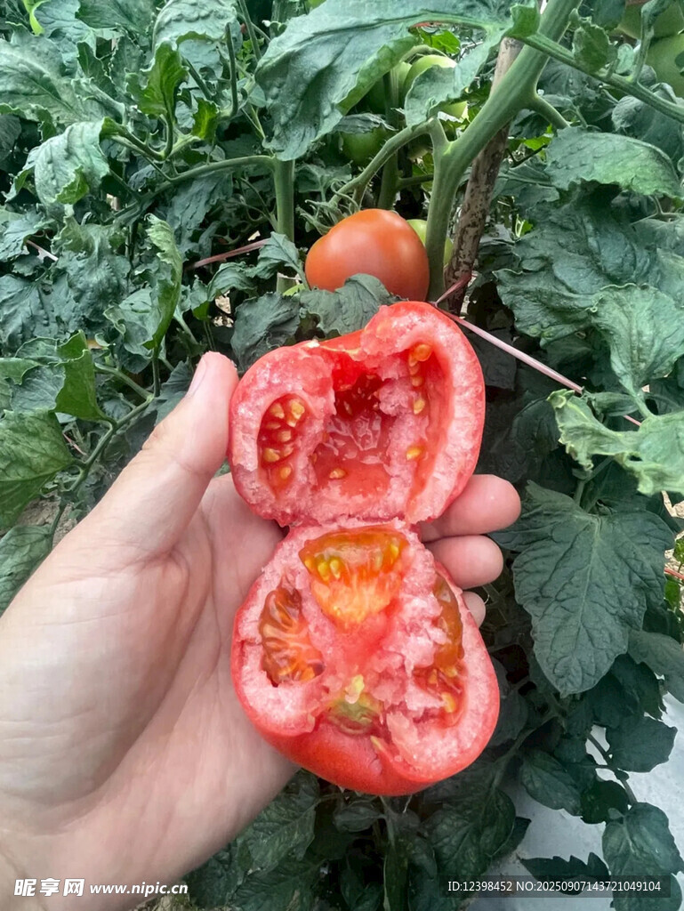 手捧掰開(kāi)的新鮮紅番茄
