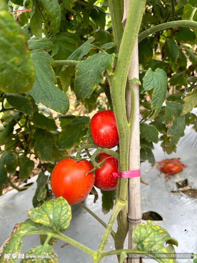 枝頭紅番茄